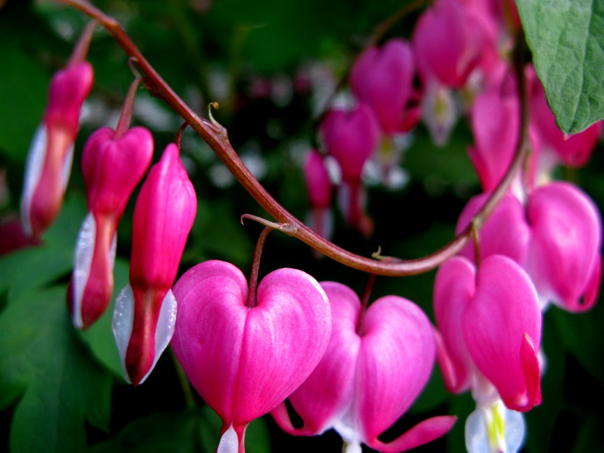 Bleeding Hearts 1