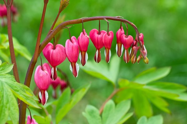 bleeding hearts 2